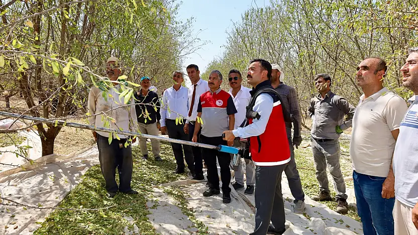 Kahta İlçesinde Badem Hasadı başladı