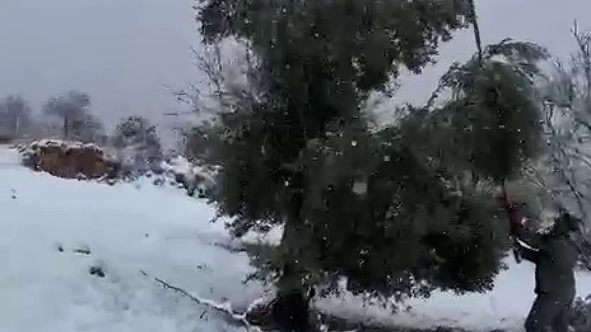 Kar ağırlığına dayanamayan ağaçlar zarar gördü