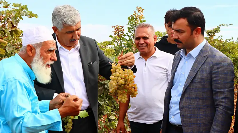 Kaymakam Soysal üzüm hasadına katıldı