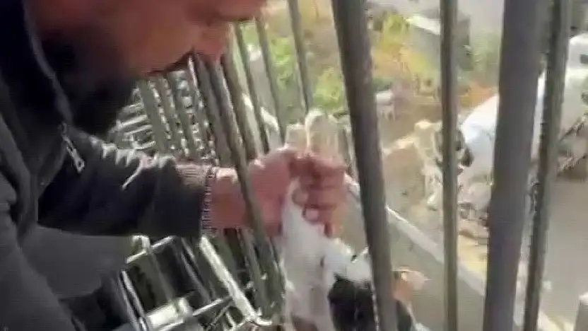 Kedi, dökülen betonun altında kalmaktan son anda kurtarıldı