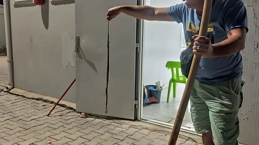 Konteynere giren yılan paniğe neden oldu