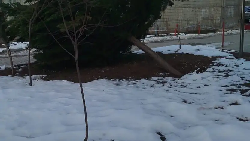 Şiddetli rüzgar hastane bahçesindeki çam ağacını devirdi