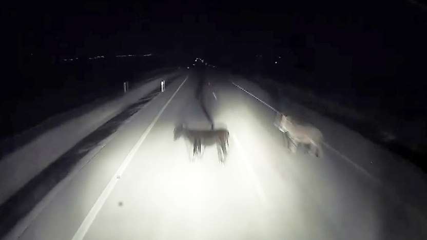 Adıyaman'da tırın eşeklere çarpma anı kameralara yansıdı