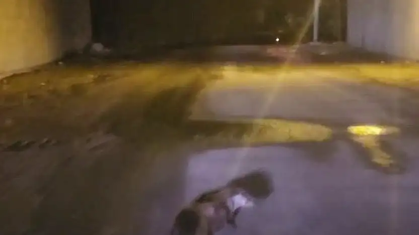 Yol ortasındaki su samuru görüntülendi