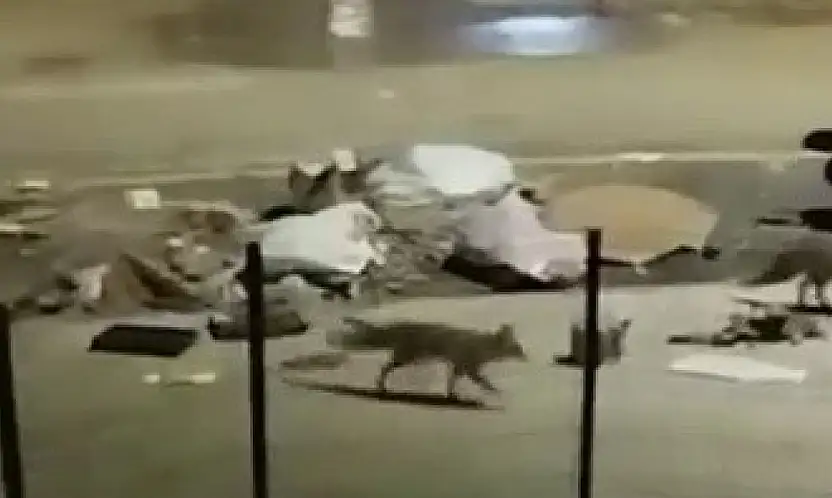 Aç kalan tilkiler yerleşim yerlerine indi