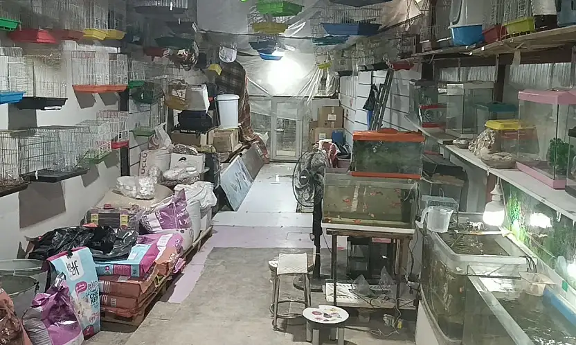 Camı kırıp 9 papağan çaldılar