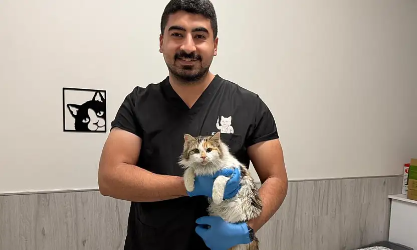 Çenesi üç yerinden kırılan kedi hayata tutundu