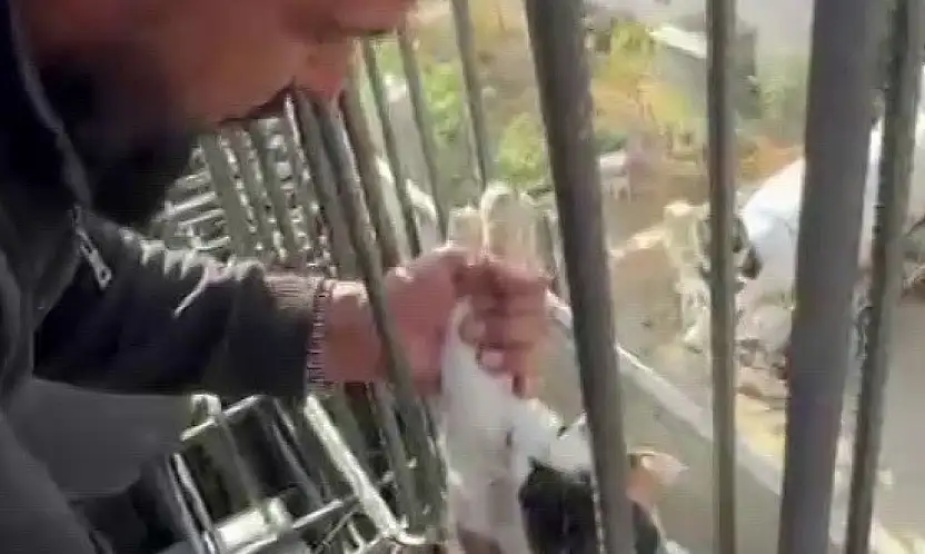 Kedi, dökülen betonun altında kalmaktan son anda kurtarıldı