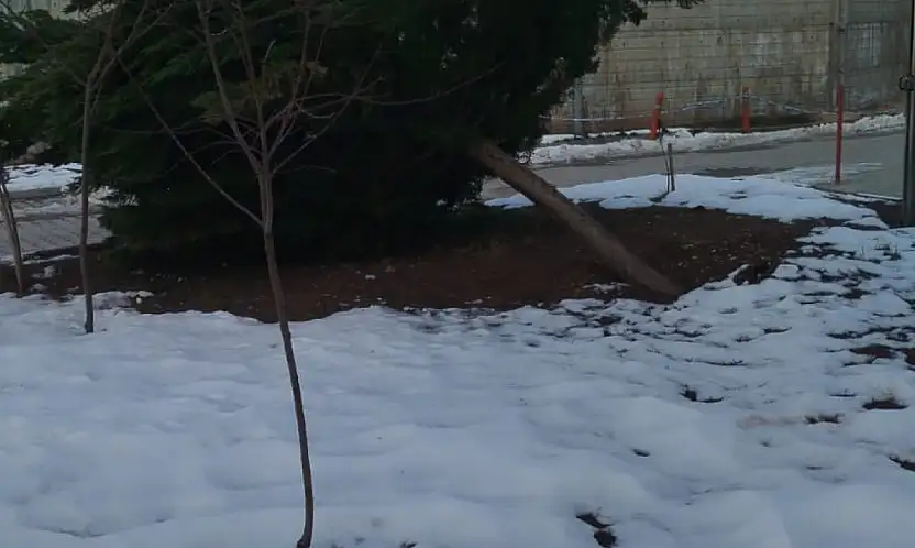 Şiddetli rüzgar hastane bahçesindeki çam ağacını devirdi