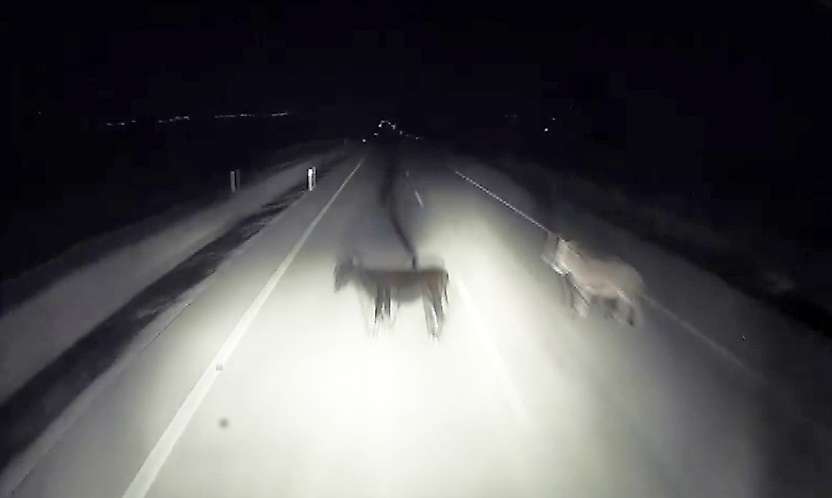 Adıyaman'da tırın eşeklere çarpma anı kameralara yansıdı