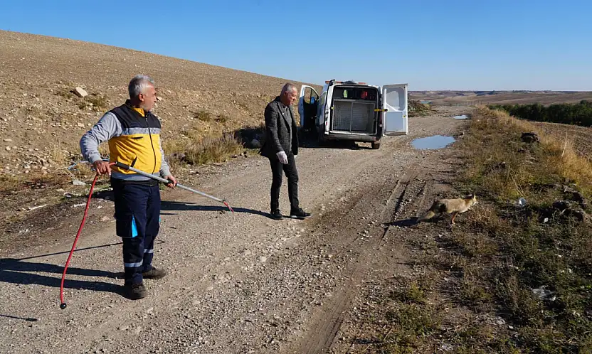 Yaralı tilki tedavisinin ardından doğaya geri bırakıldı