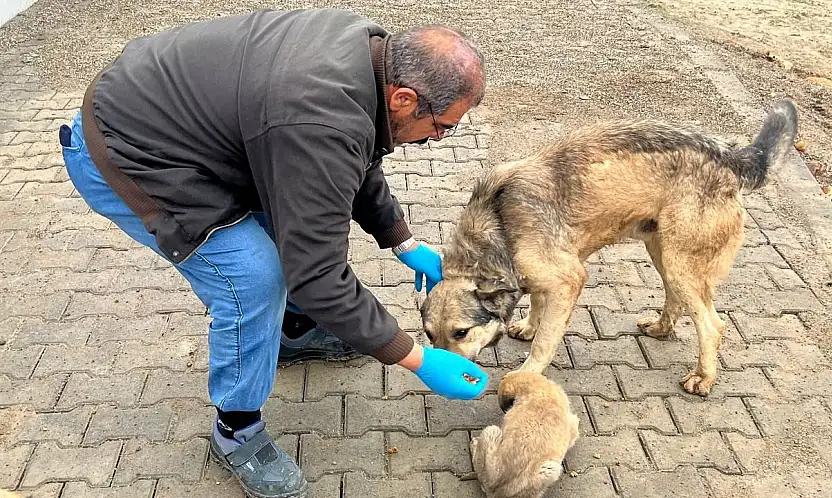 Yemek artıkları mamaya dönüşüyor